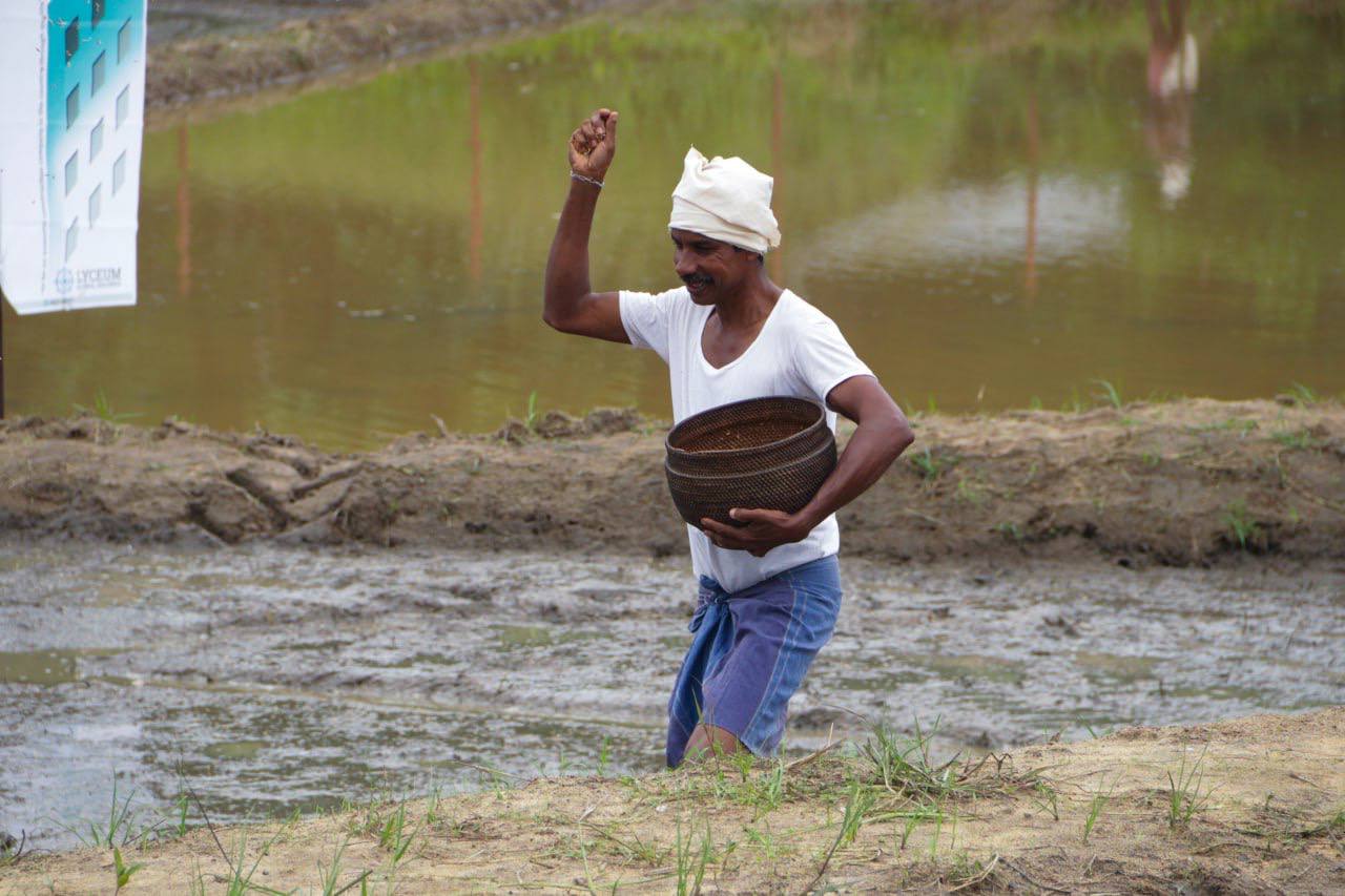 Farmer sowing seeds in flooded rice paddy, showcasing traditional agriculture.