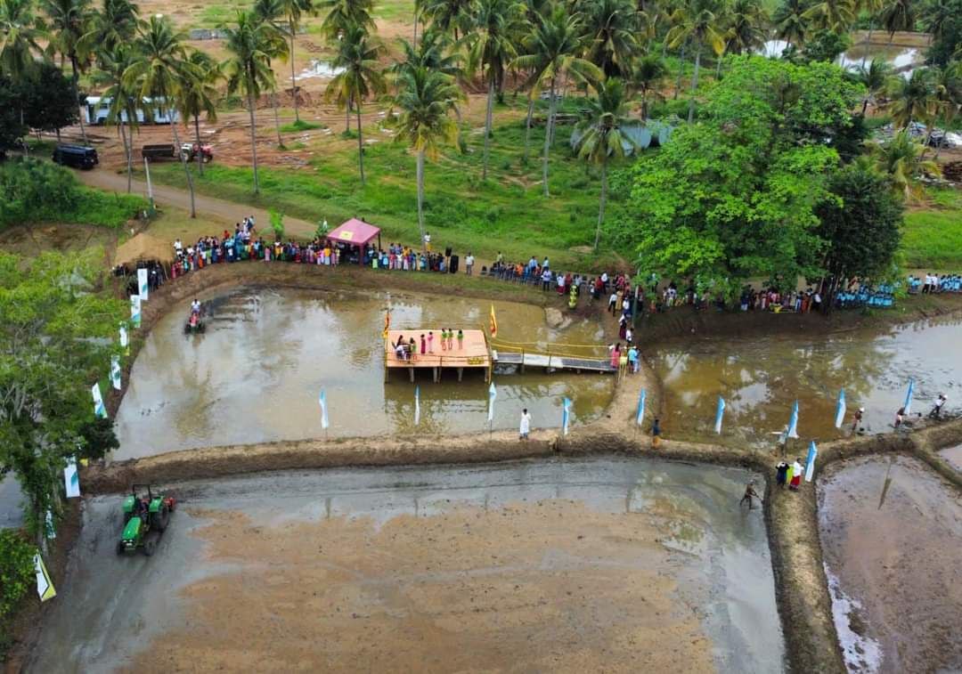 Aerial view of rice paddy festival with wooden stage, diverse crowd, and lush tropical scenery.
