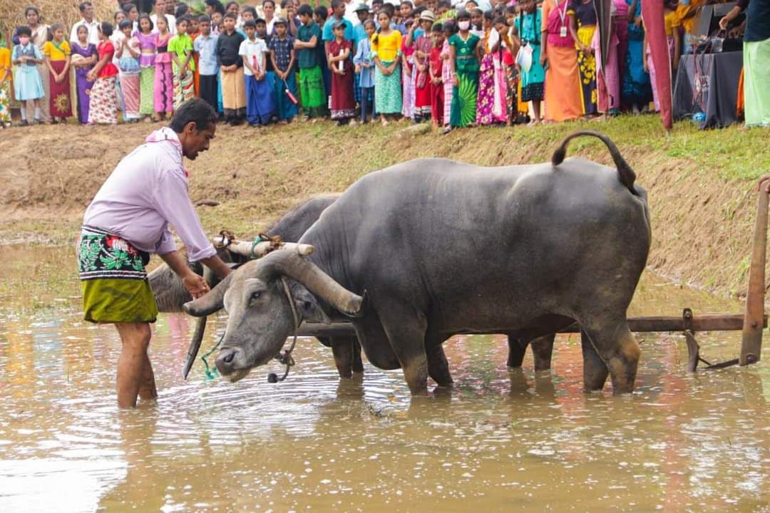 Man guiding buffalo in water, cultural celebration with vibrant crowd and traditional attire.