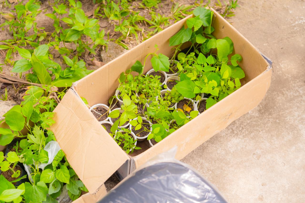 DIY seedling tray with young garden plants in recycled containers outdoors for home gardening.